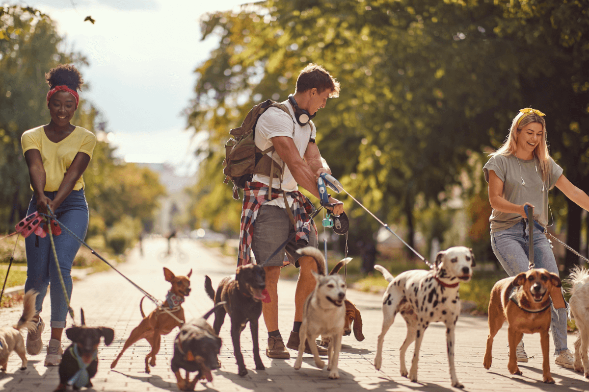 Three dog walkers smile while walking a pack of hounds in the park