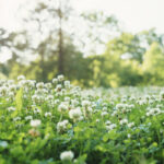 meadow full of clover flowers