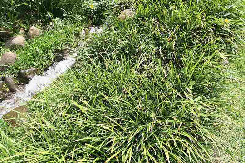 Monkey Grass (Liriope muscari)