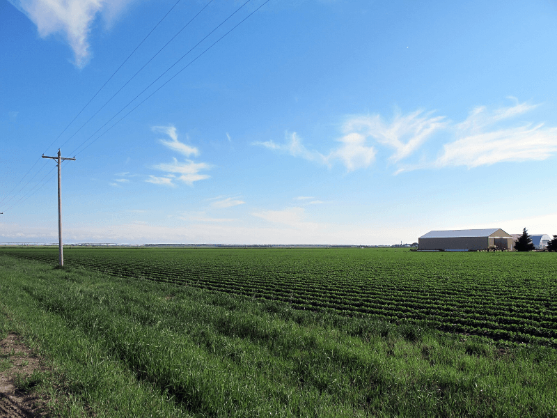 A vast green farm field in rural Nebraska on a bright day