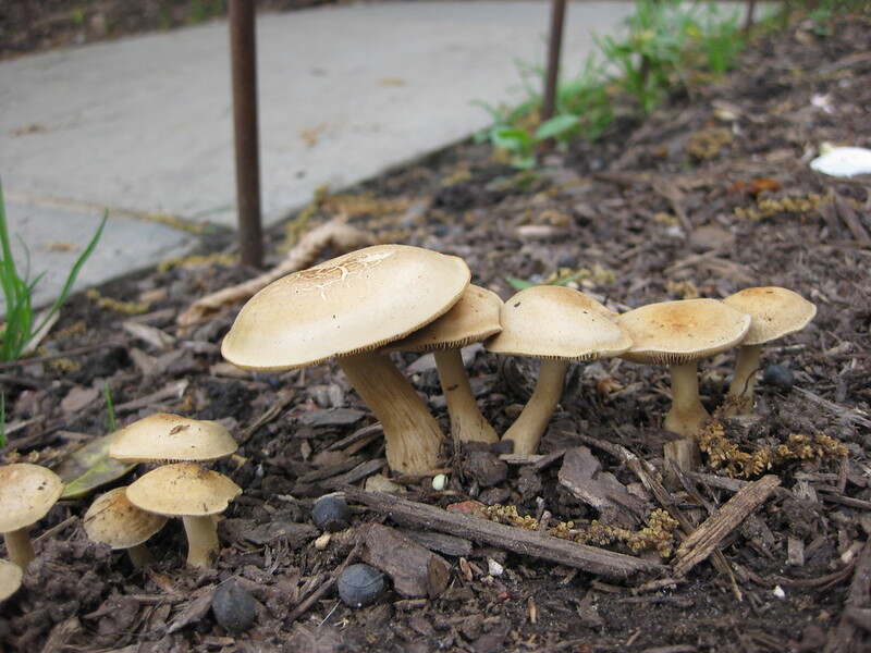 Mushrooms growing up through mulch