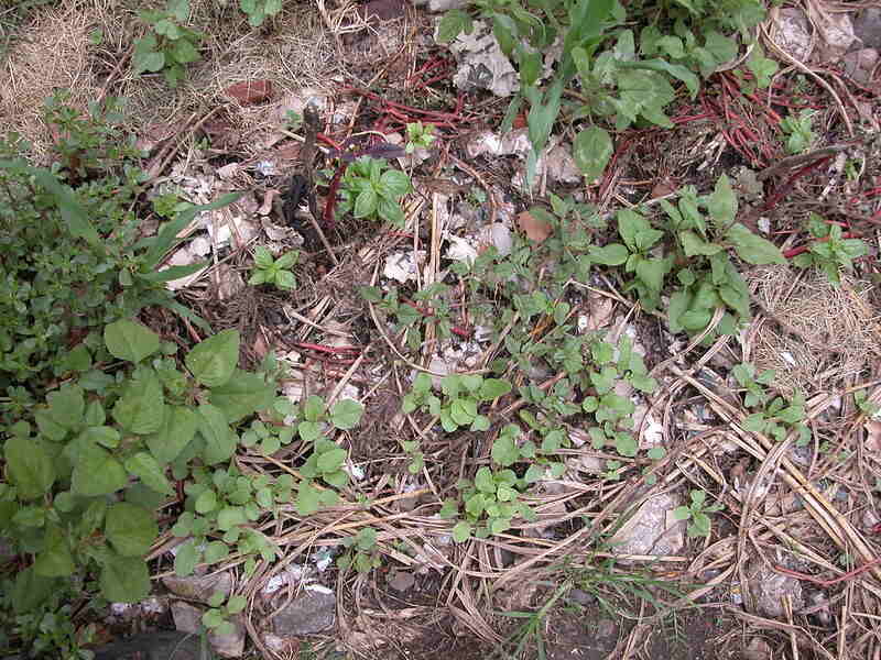 weeds growing up through thinning mulch