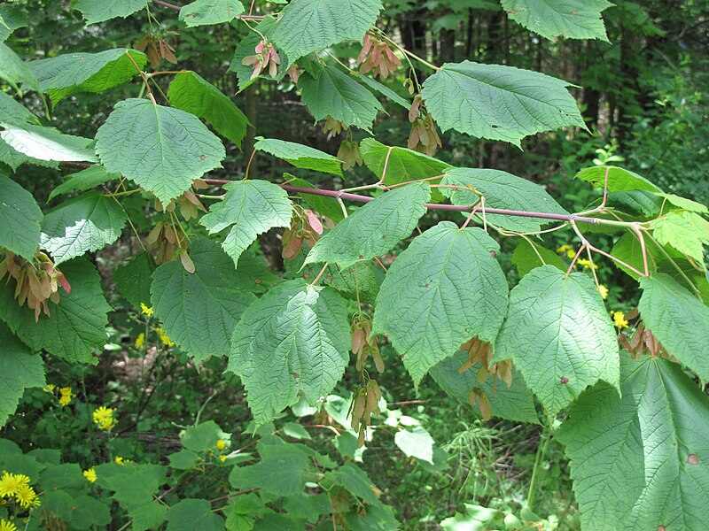 closeup of Acer spicatum plant