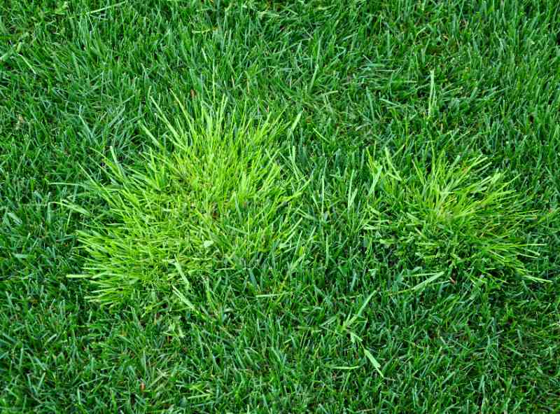 Patchy clumps of bright annual bluegrass growing among darker turf, showing lighter color and finer texture compared to surrounding lawn grass.