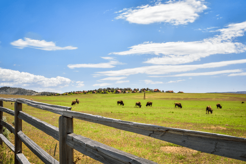 Bison graze a green field in Arizona