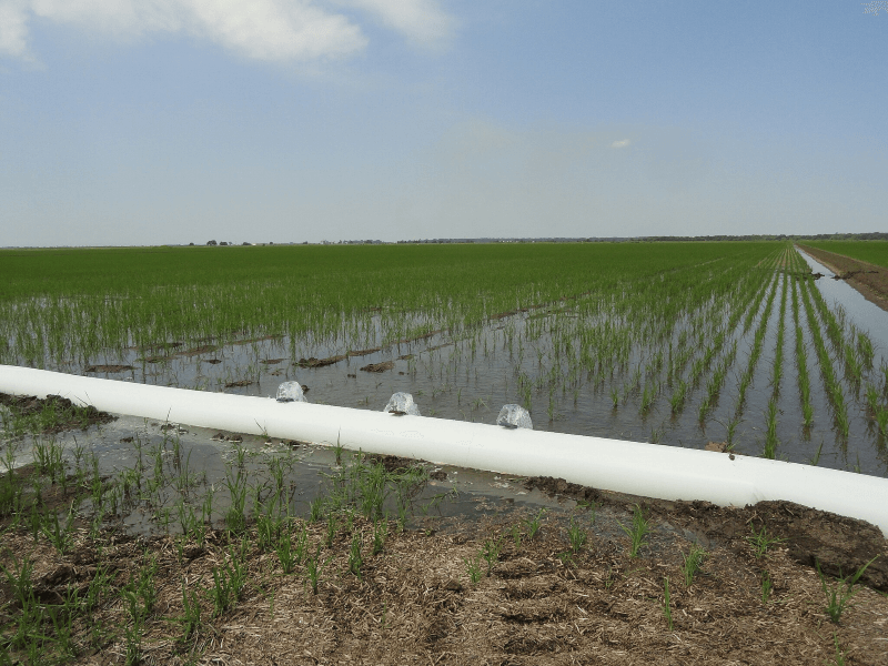 A field of rice is flooded in Arkansas