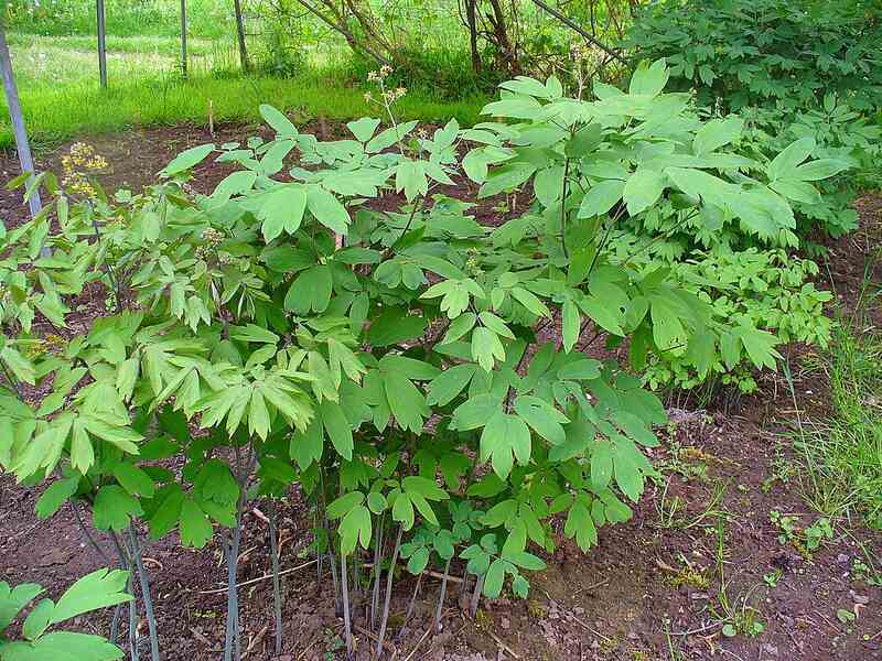 closeup of Blue Cohosh plant