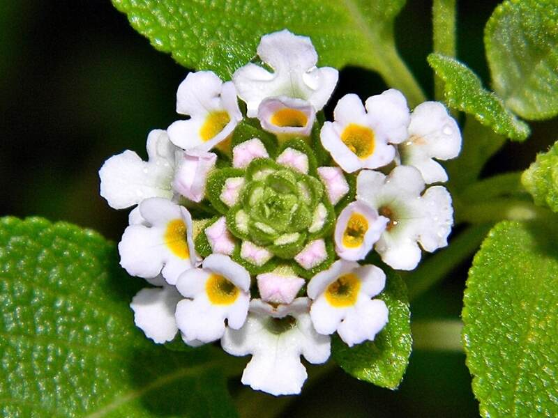 Buttonsage (Lantana involucrata)