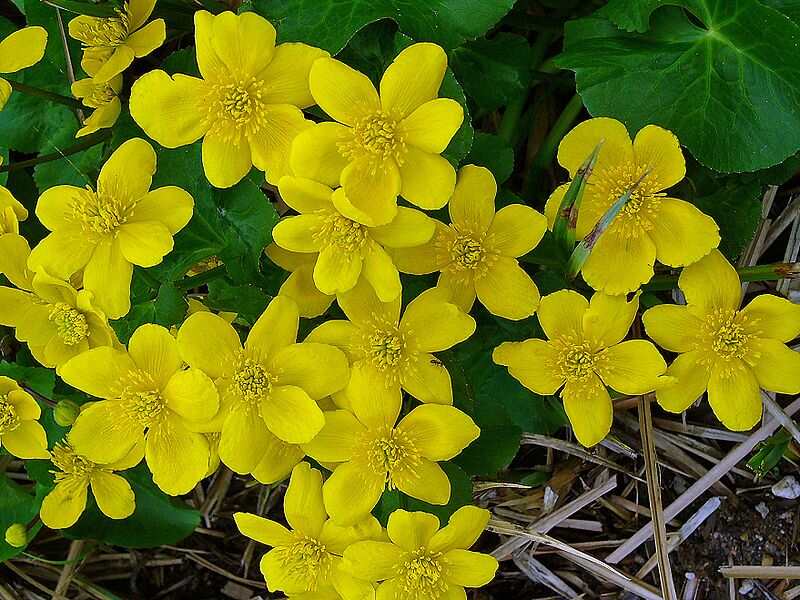 closeup of Caltha palustris plant