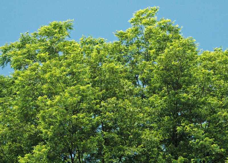 closeup of a pecan tree