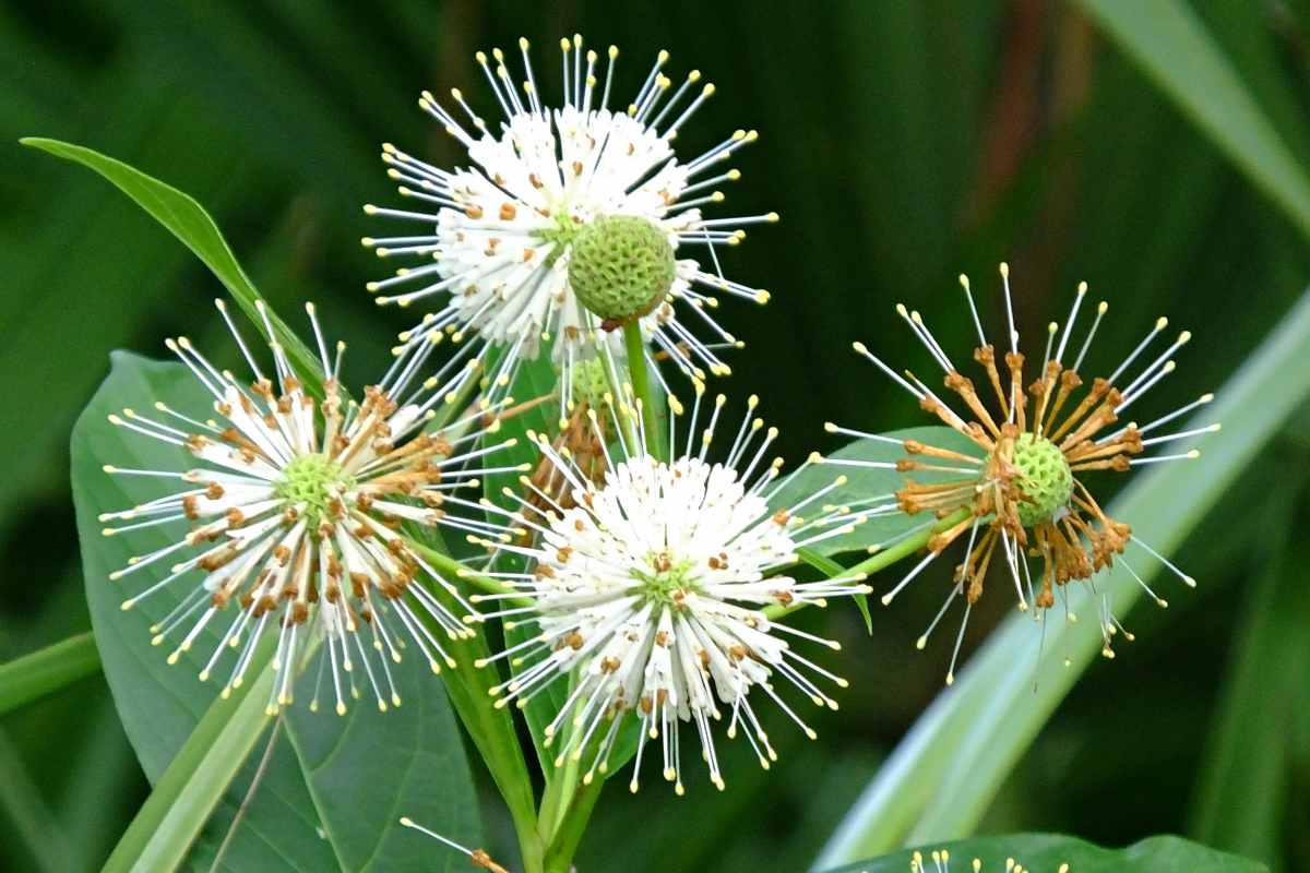 closeup of buttonbush plant
