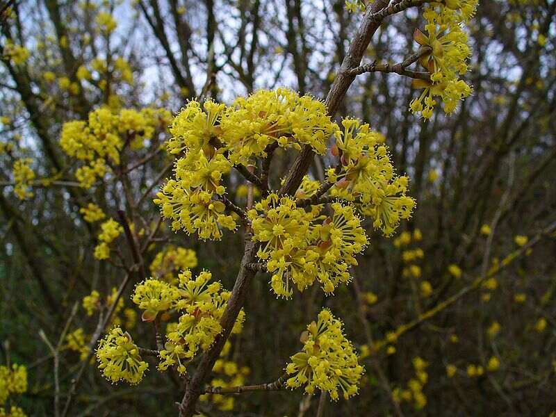 yellow colored flowers on a plant