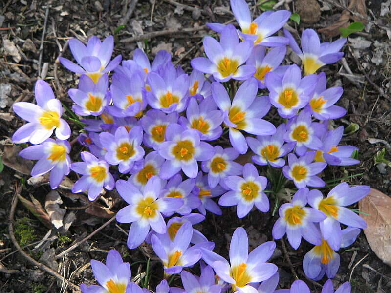 closeup of purple colors plant on ground