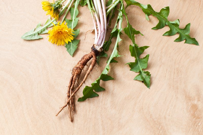 Freshly pulled dandelion plant with long brown taproot, jagged green leaves, and bright yellow flowers displayed clearly on a light wooden surface.