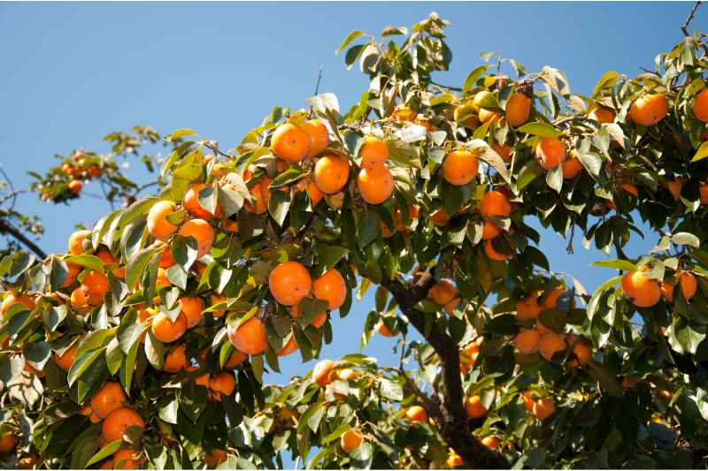 orange persimmon fruit on tree