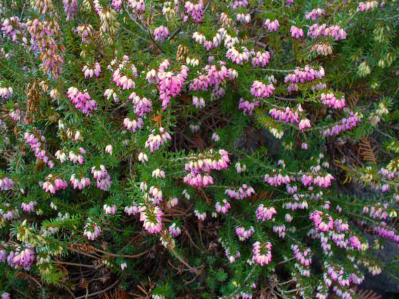 pink colored flowers on a plant