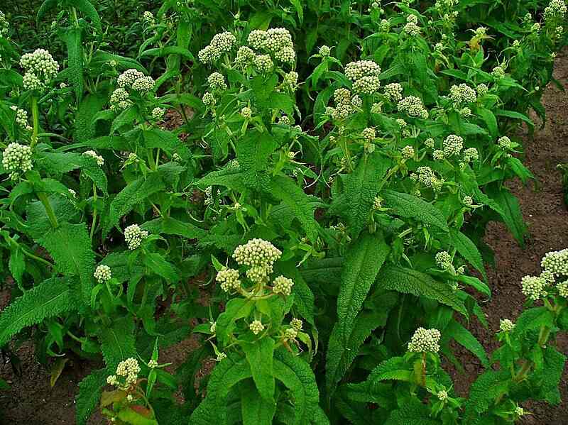 photo of the boneset plant