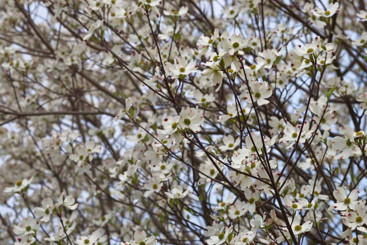 closeup of flowering dogwood tree