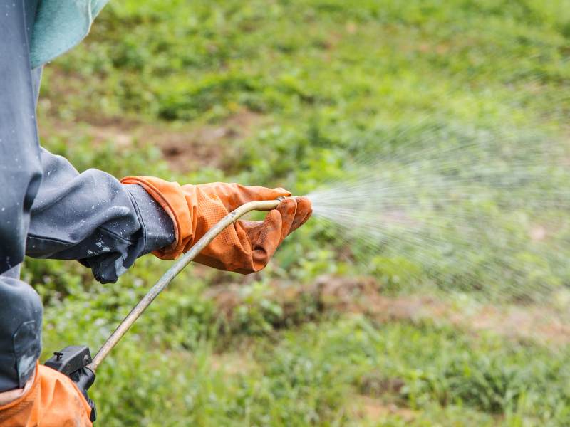 A person spraying herbicide