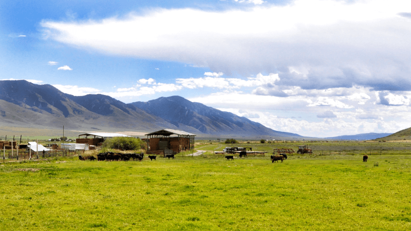 Cows huddle together in an open valley field in Idaho