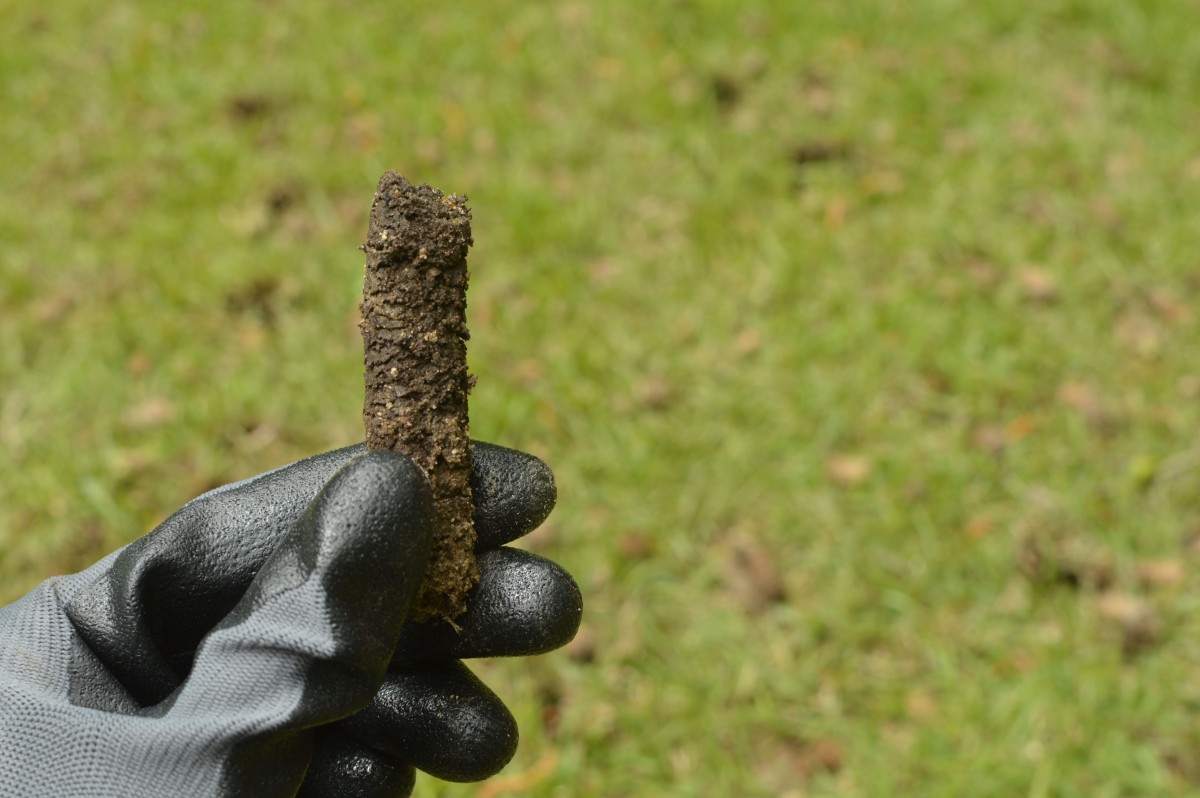 Close up of a soil core from core aeration process