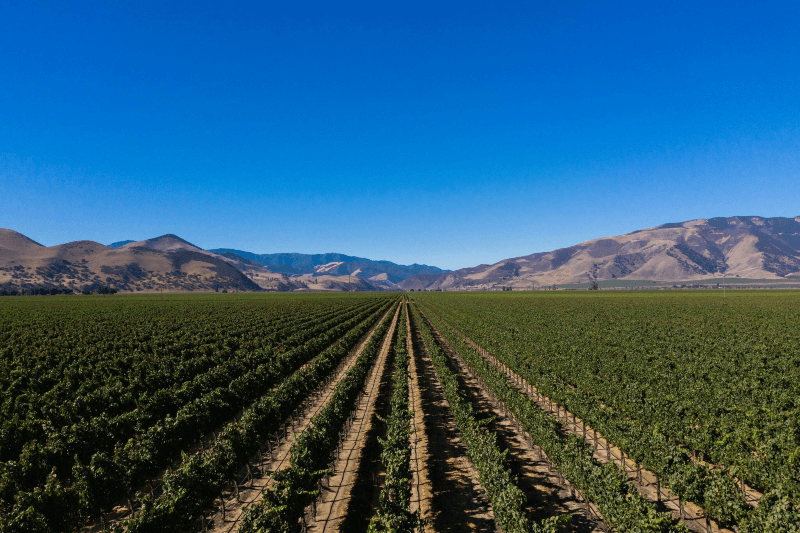 Rows of grapevines span across a vast field under a big blue California sky