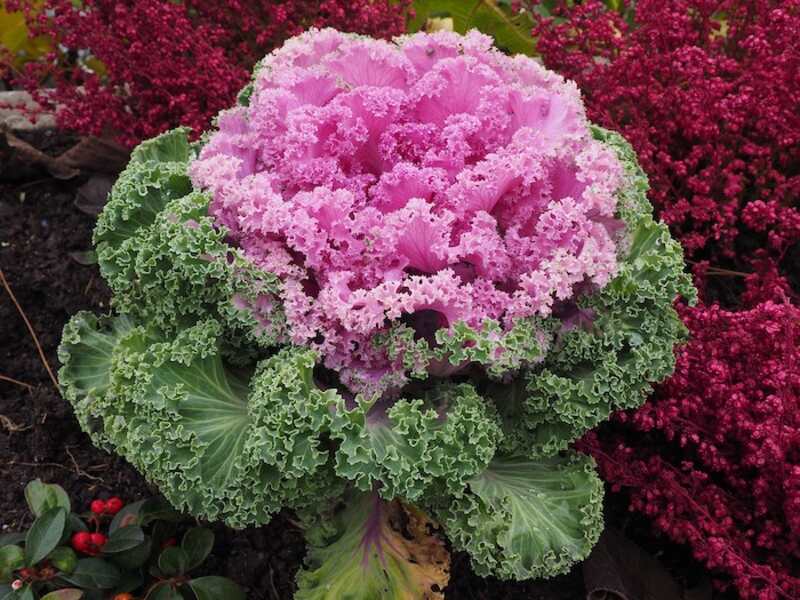 closeup of Ornamental Kale and Cabbage plant