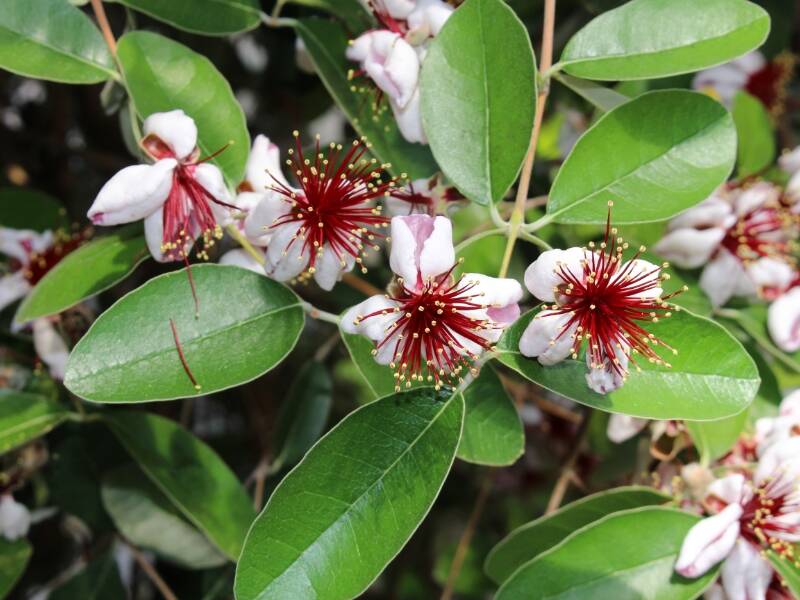 Pineapple Guava (Acca sellowiana)