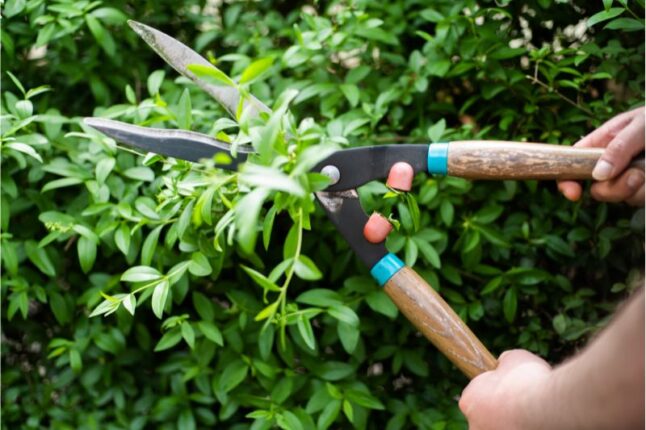 a person pruning evergren boxwood