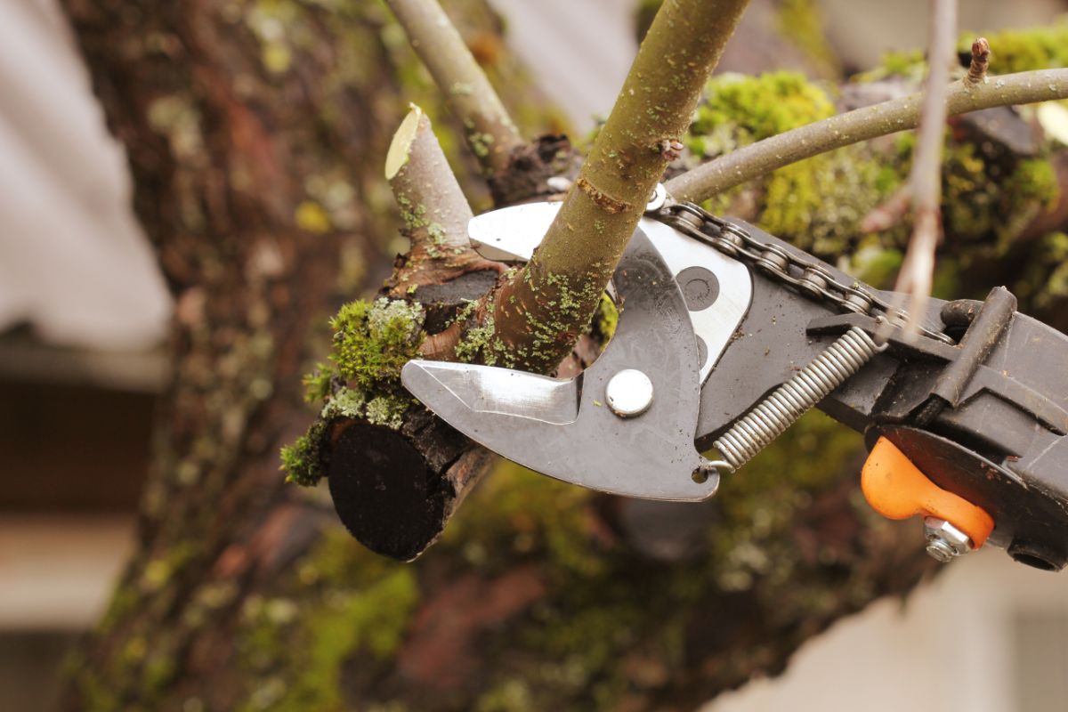 gardener pruning an old tree with shears