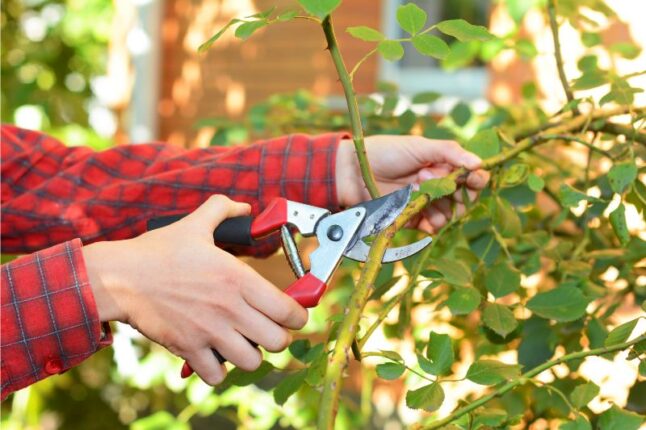 a person cutting branchses with pruning scissors 