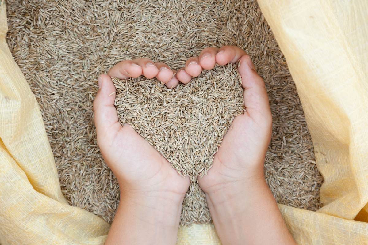 Hands holding seeds in the shape of a heart