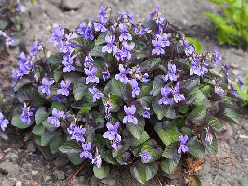 closeup of Labrador Violet plant