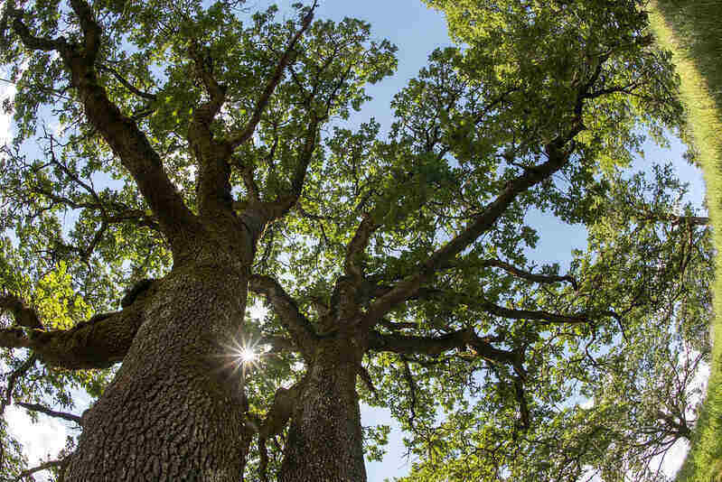 from the ground looking up in the leaf canopy of a large white oak