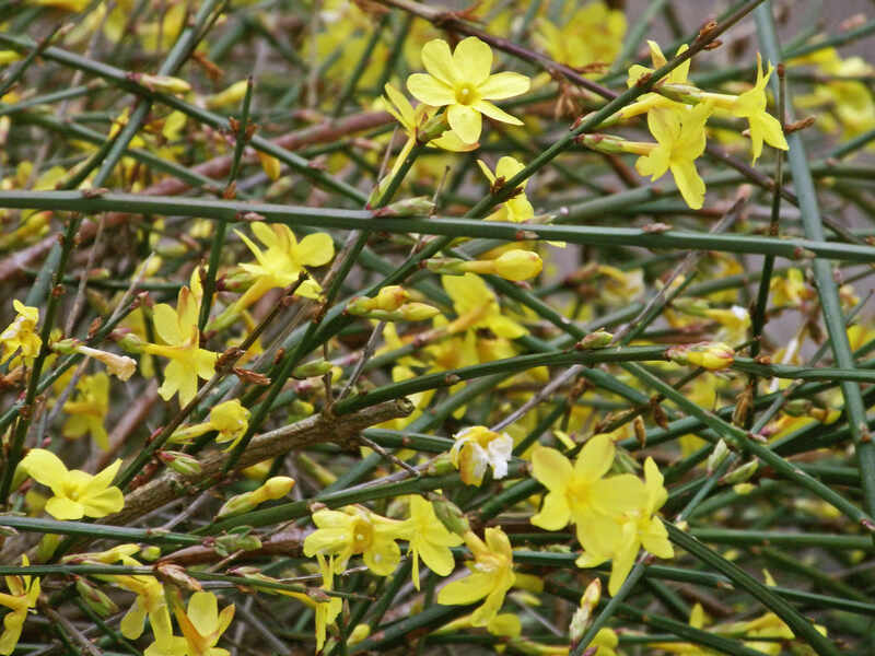 yellow colored flowers on a plant