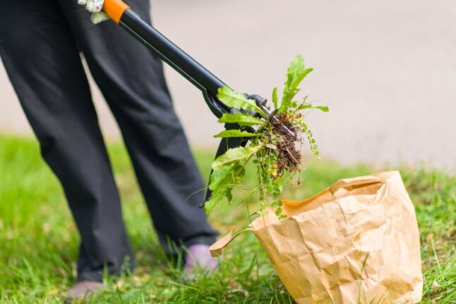 Woman pulling weeds