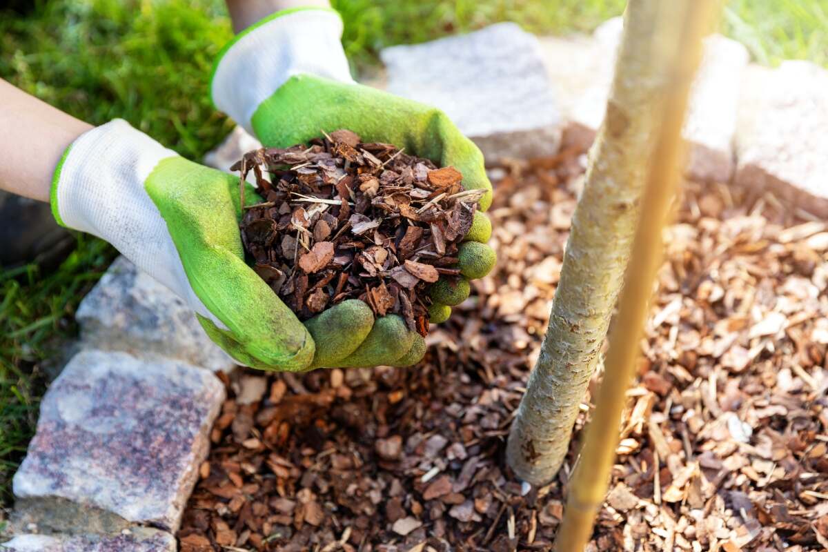 mulching flowerbed with pine tree bark mulch