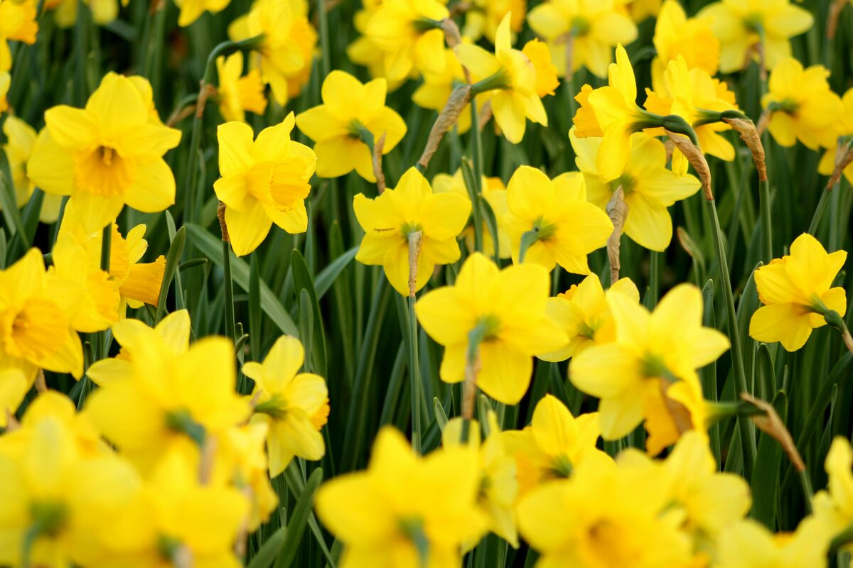 closeup image of yellow daffodil flowers