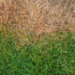 4 Ways to Remove Lawn Grass