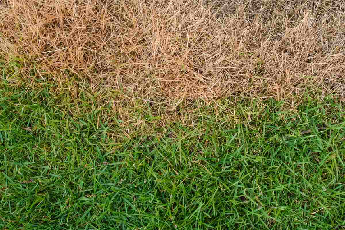 dead brown grass next to bright green grass