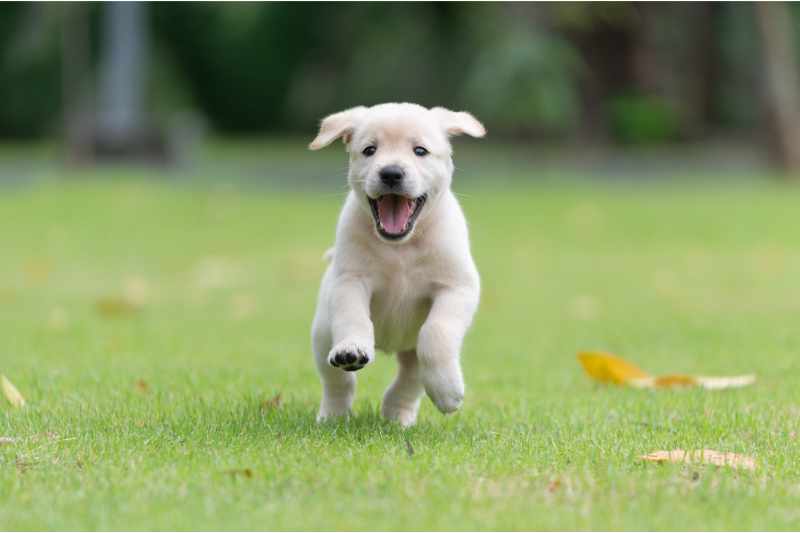 a puppy dog playing in a green yard
