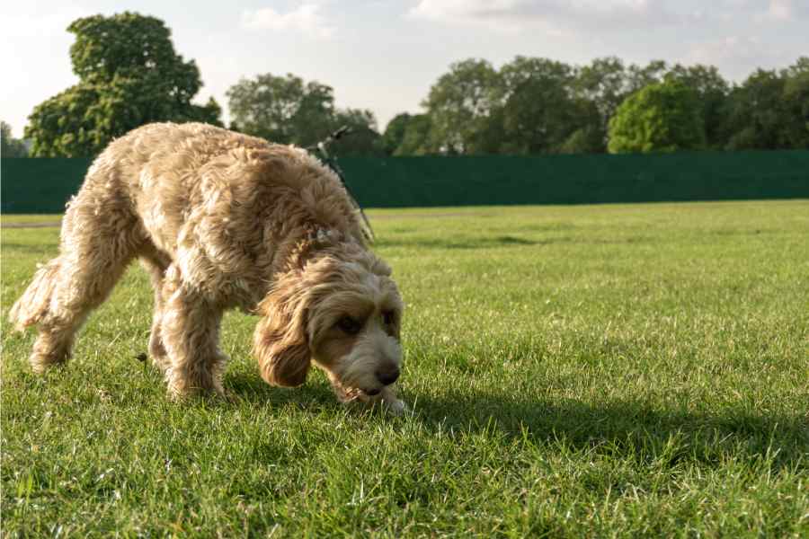 dog sniffing on grass
