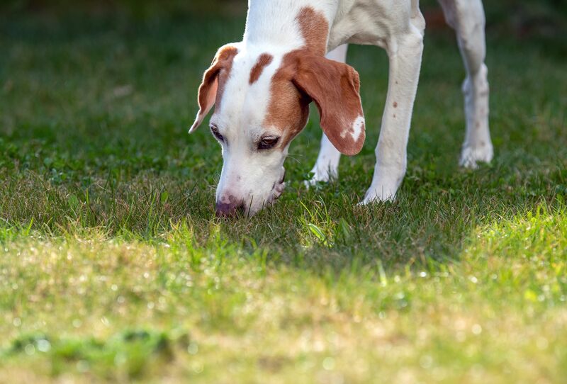 dog sniffing grass in a lawn