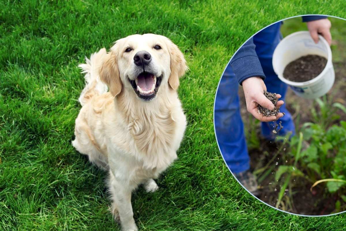 Image of person fertilizing a lawn over an image of a dog sitting on grass