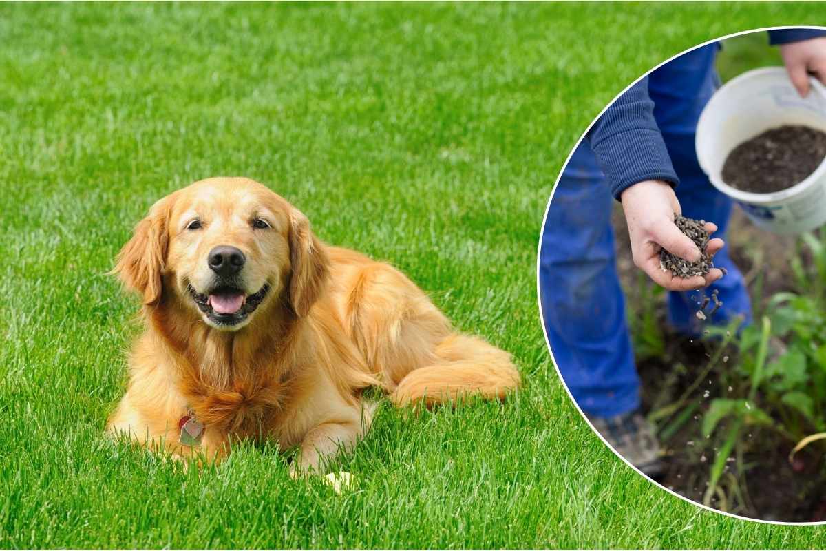 dog sitting on grass with an overlay of a fertilizing garden image