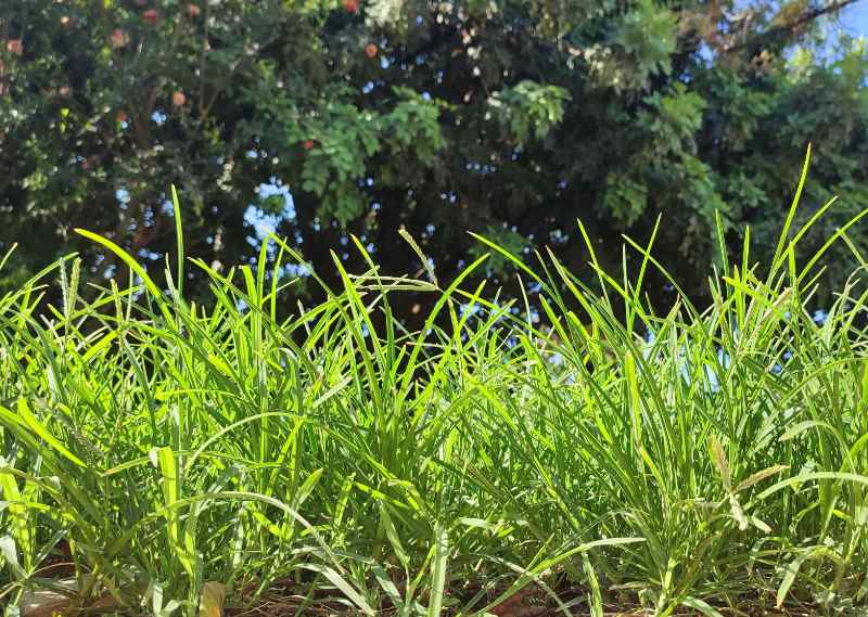 Close up view of dense goosegrass growing in bright sunlight with thick green blades forming a weedy patch beneath tall leafy trees.