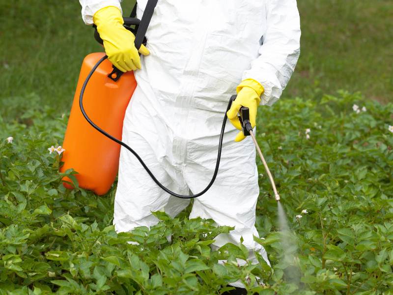 A person spraying liquid herbicide in a lawn