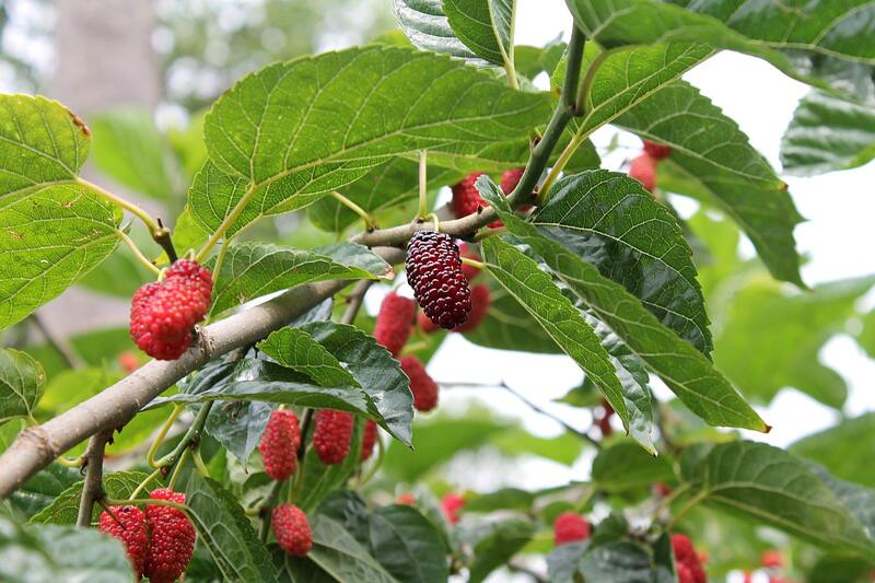 closeup of red mulberry on a tree