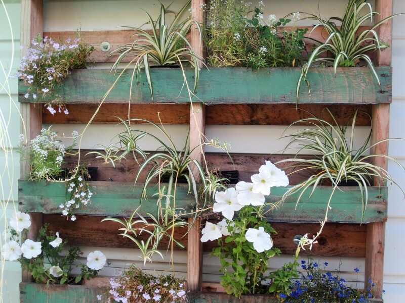 vertical garden using pallet