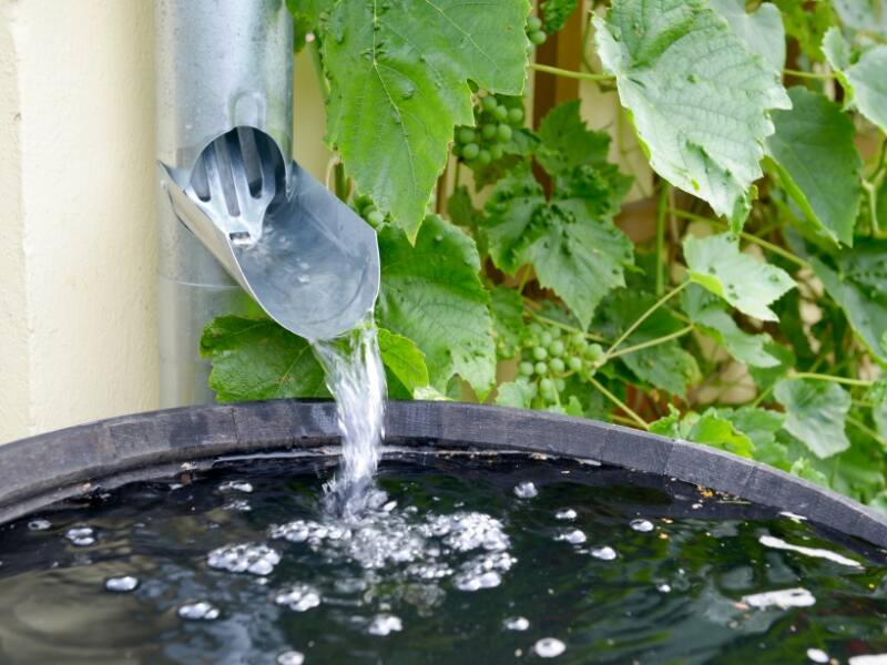 rain barrel under house gutter